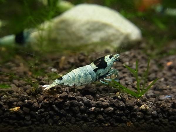 ☆☆シャドー・ブルーモスラ抱卵個体2匹☆☆a_2