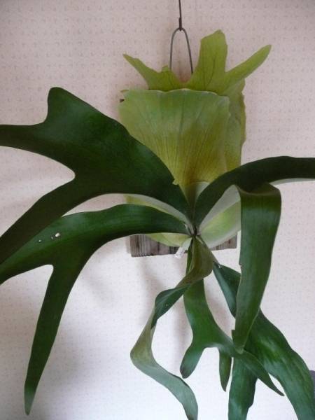 Platycerium★ケンイチ【大株】