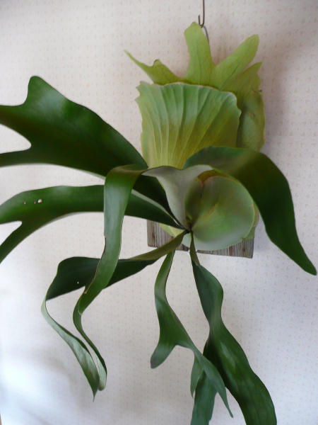 Platycerium★ケンイチ【大株】