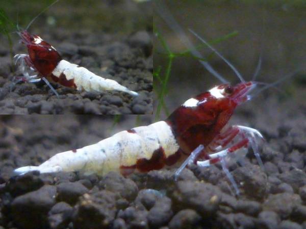 森のエビ　　ＡＰシャドーレッド　即戦力♂