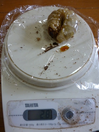 能勢YG血統　３幼虫ペア　♂28g、♀14g