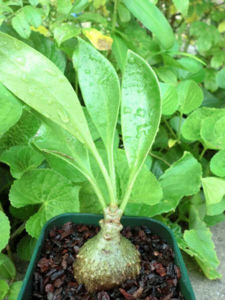 アリ植物 Myrmecodia Beccarii ミルメコディア ベッカリー 1 アナナス 売買されたオークション情報 Yahooの商品情報をアーカイブ公開 オークファン Aucfan Com