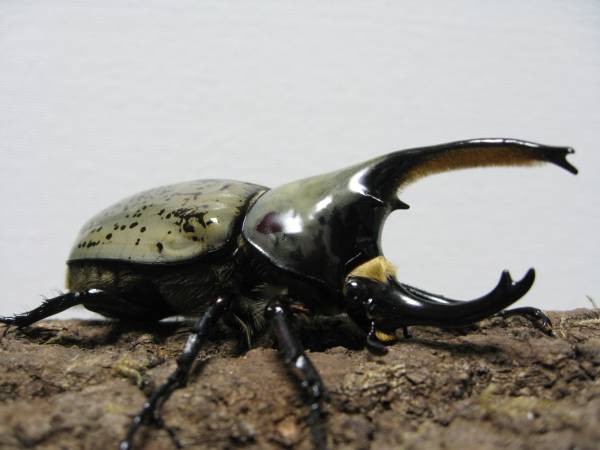 グラントシロカブト♂♀ペアー_０２