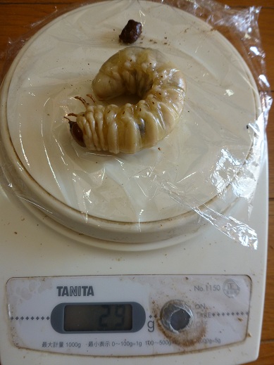 能勢YG血統 ３幼虫ペア　♂29g、♀13g