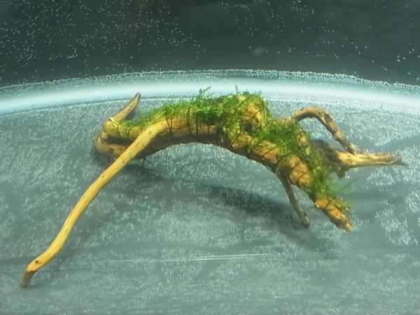 南米ウィローモス 枝流木 Adaウッドタイト使用 11 ウィローモス 売買されたオークション情報 Yahooの商品情報をアーカイブ公開 オークファン Aucfan Com