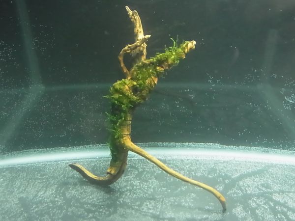 南米ウィローモス 枝流木 Adaウッドタイト使用 11 ウィローモス 売買されたオークション情報 Yahooの商品情報をアーカイブ公開 オークファン Aucfan Com