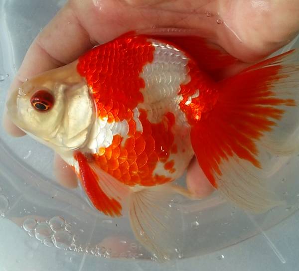 特選金魚●特大更紗琉金♂♀1ペア●約15センチ三歳●弥富産