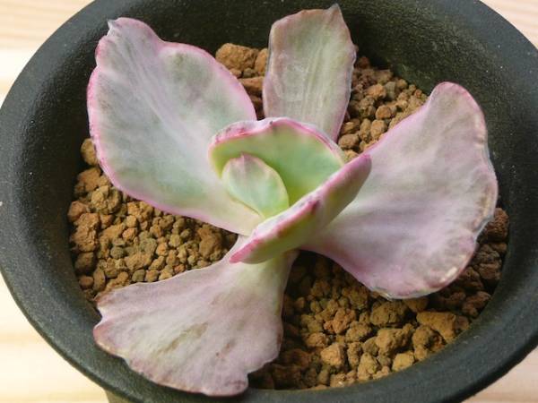 多肉植物☆エケベリア　フライングクラウドカット苗☆