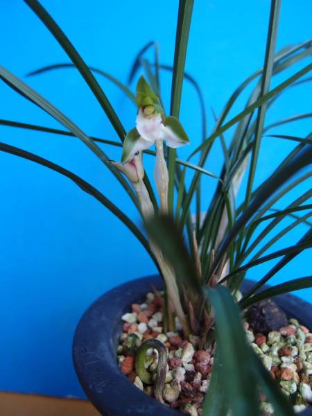 ☆　日本春蘭　阿波の蝶　寒蘭　☆