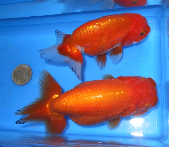 特選金魚○超特大江戸錦♀1尾02三歳約16センチ弥富産 【公式通販】