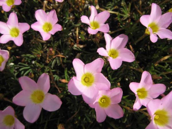 オキザリス ペンタローズ 大きめ球根 ７球 オキザリス 売買されたオークション情報 Yahooの商品情報をアーカイブ公開 オークファン Aucfan Com