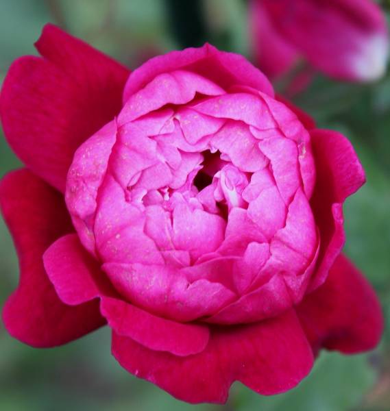 薔薇三昧 ルイ フィリップ 接木2年苗 バラ 売買されたオークション情報 Yahooの商品情報をアーカイブ公開 オークファン Aucfan Com