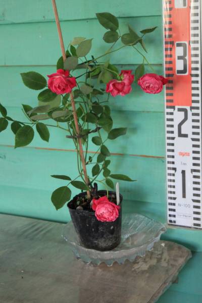 薔薇三昧 ルイ フィリップ 接木2年苗 バラ 売買されたオークション情報 Yahooの商品情報をアーカイブ公開 オークファン Aucfan Com