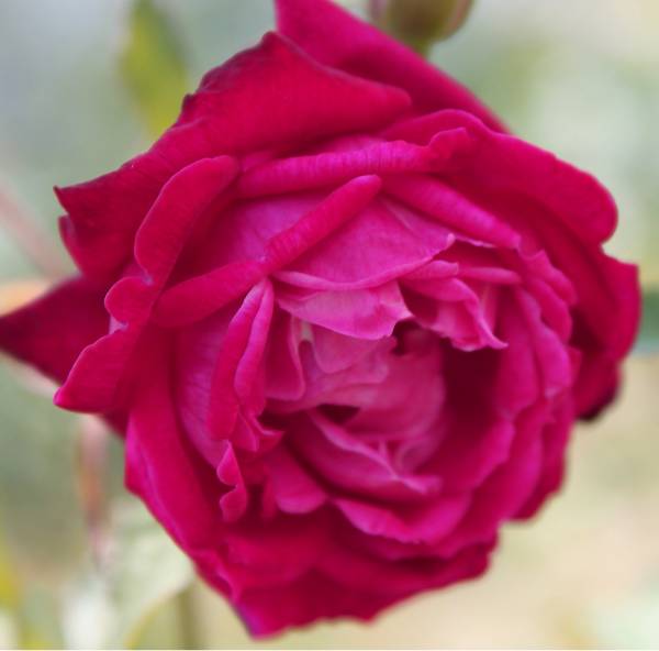 薔薇三昧 ルイ フィリップ 接木2年苗 バラ 売買されたオークション情報 Yahooの商品情報をアーカイブ公開 オークファン Aucfan Com