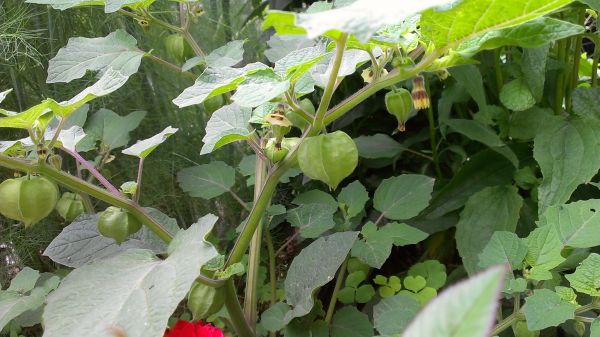 14 珍しい 無農薬食用ほおずきの種50粒 アップルベリー 野菜 売買されたオークション情報 Yahooの商品情報をアーカイブ公開 オークファン Aucfan Com