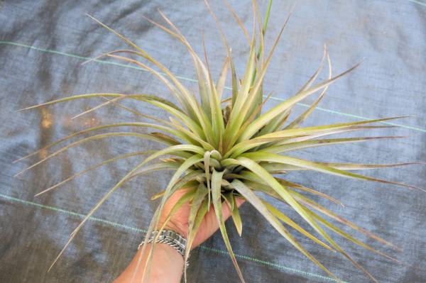 ティランジア　コレクションTillandsia Maria Telesa L 流木吊り