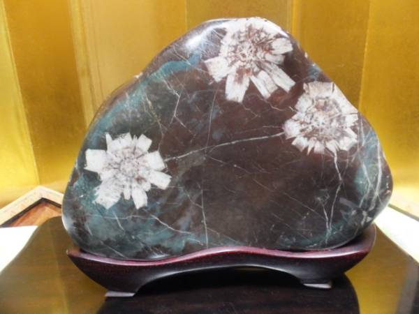 岐阜県 根尾産 菊花石 グリーン入りの母岩 表3輪 裏1