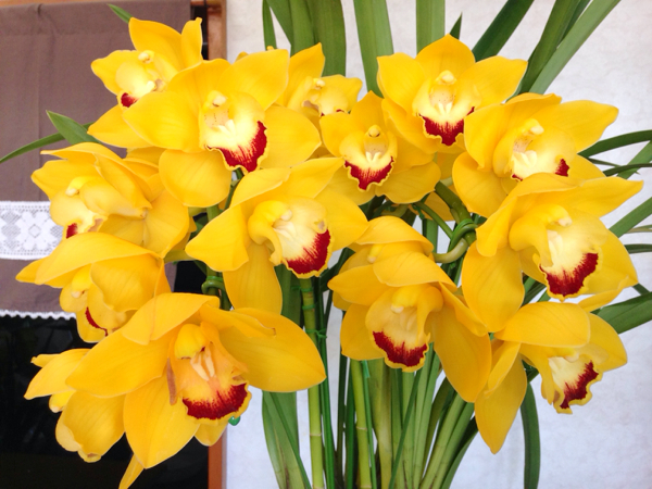 立派！２本立アーチ　☆ ムーンライトシャドウ ☆　シンビジウム