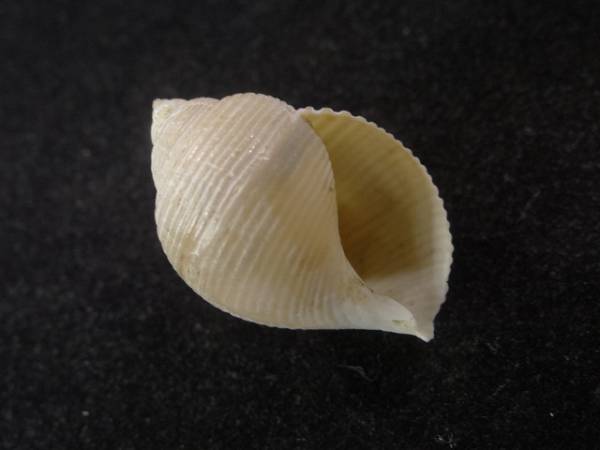 貝 標本 ナガタマゴボラ　死殻