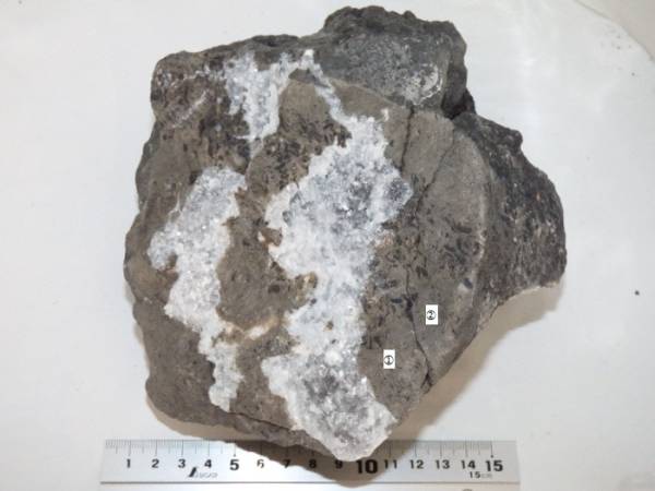 巨大アイノセラス入りノジュール