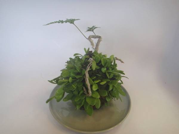 苔玉 草玉盆栽 トキワシノブ 豆蔦 育て方簡単 苗 売買されたオークション情報 Yahooの商品情報をアーカイブ公開 オークファン Aucfan Com