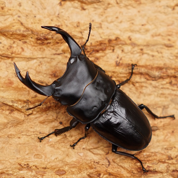 【ワイドカウ】　87.9ミリ×54.5ミリ（YG88直仔）幼虫3頭Ⅱ