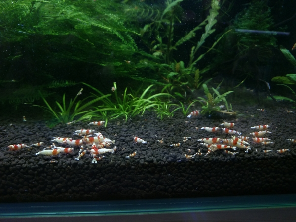 仙臺、えび虎。真夏の得得10匹セット！ 送料無料