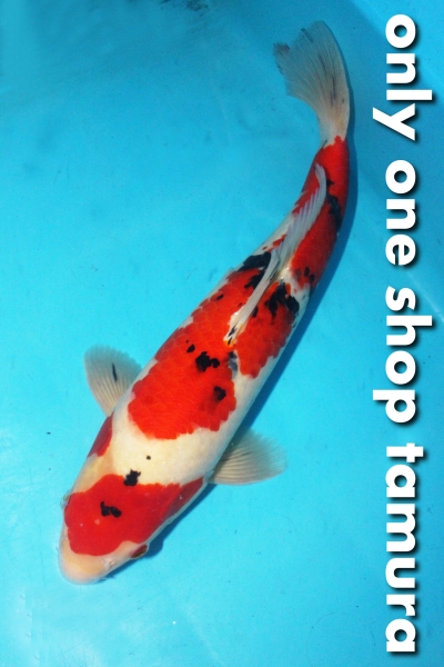 8G513 大正三色42cm2歳(新潟産)