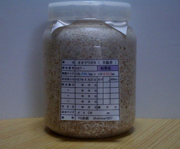 ＹＧ血統♂８６．３ミリ×早期♀５３．３ミリビン入り幼虫３頭。