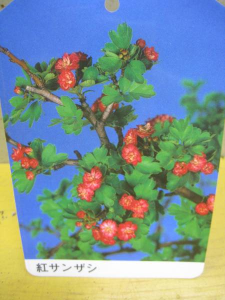 山査子 サンザシ 紅さんざし 苗木 その他 売買されたオークション情報 Yahooの商品情報をアーカイブ公開 オークファン Aucfan Com