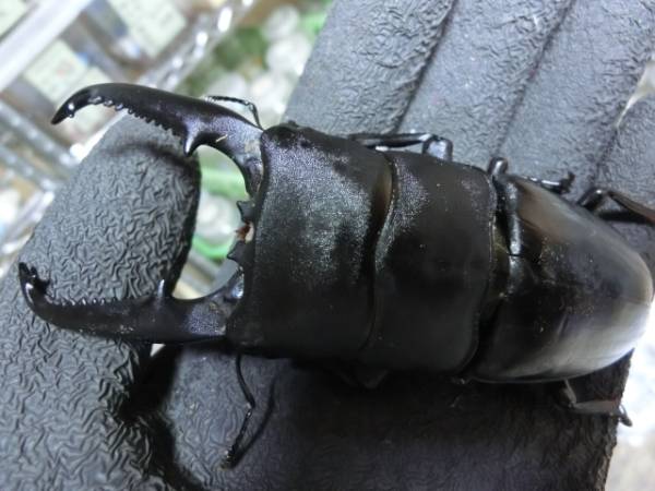 【DDA】kuniパラワン１１０♀５０．３㍉（天然♂１０７交配済）