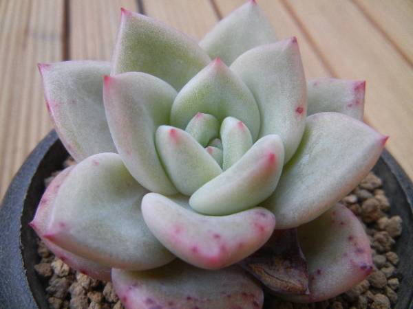 エケベリア ピンクシャンペーン 多肉植物 サボテン 売買されたオークション情報 Yahooの商品情報をアーカイブ公開 オークファン Aucfan Com