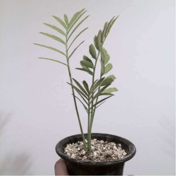 エンセファラトス レボンボエンシス アフリカソテツ ホリダス