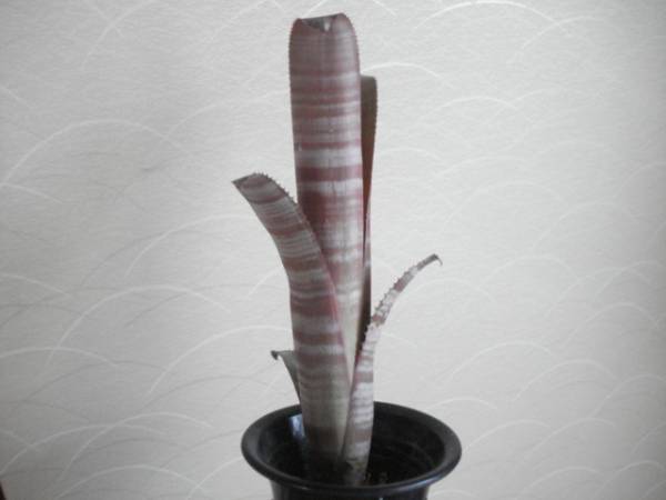 Billbergia vittata ビルベルギア・ヴィッタータ　検/多肉植物