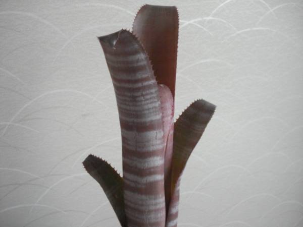Billbergia vittata ビルベルギア・ヴィッタータ　検/多肉植物