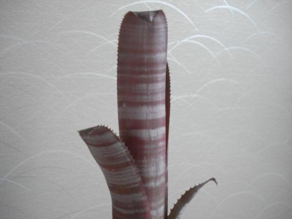 Billbergia vittata ビルベルギア・ヴィッタータ　検/多肉植物