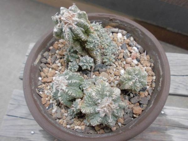 Aztekium Ritteri サボテン 花籠 輸入球 サボテン 売買されたオークション情報 Yahooの商品情報をアーカイブ公開 オークファン Aucfan Com