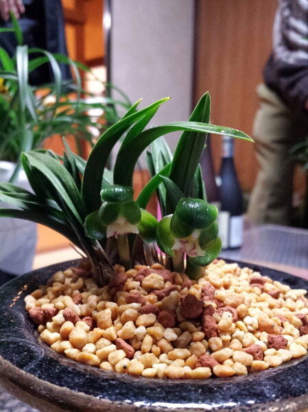 ☆☆☆春蘭 羅紗チャボ！！☆☆☆