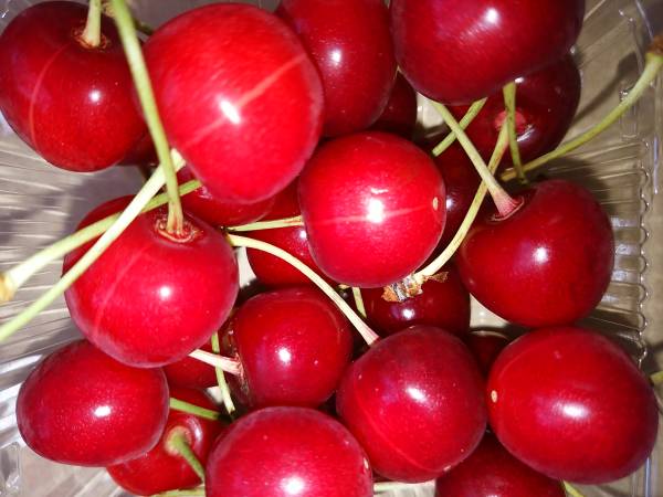 さくらんぼ 佐藤錦 1.5kg以上_1