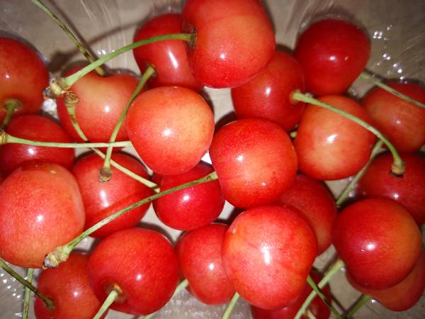 さくらんぼ 佐藤錦 1.5kg以上_2