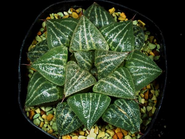 多肉植物 ハオルチア ダークナイト(サボテン)｜売買されたオークション 