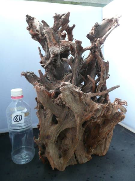 ★流木　マングローブ　６１　Ｍ　大型　40ｃｍ　人気の枝！★