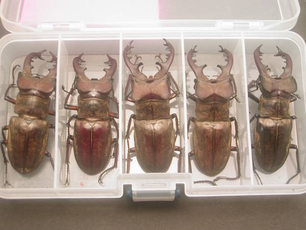 【大型個体！】 アマミミヤマクワガタ 標本 北海道産】ミヤマクワガタ大型♂10ペア（オール69mm）活動初期