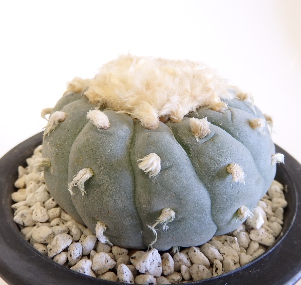 サボテン☆多肉植物　☆　銀冠玉　実生　作込美球　９cm　③