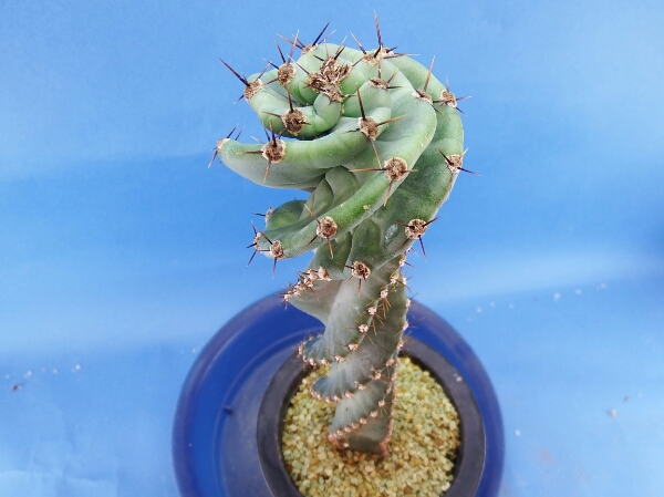 サボテン 多肉植物 107 セレウス スピラリス 特螺旋タイプ (サボテン