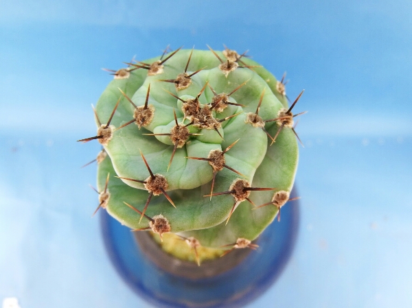 サボテン 多肉植物 107 セレウス スピラリス 特螺旋タイプ (サボテン