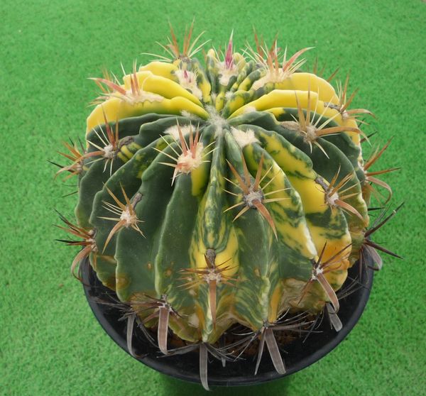 サボテン、多肉植物　日の出丸錦-112