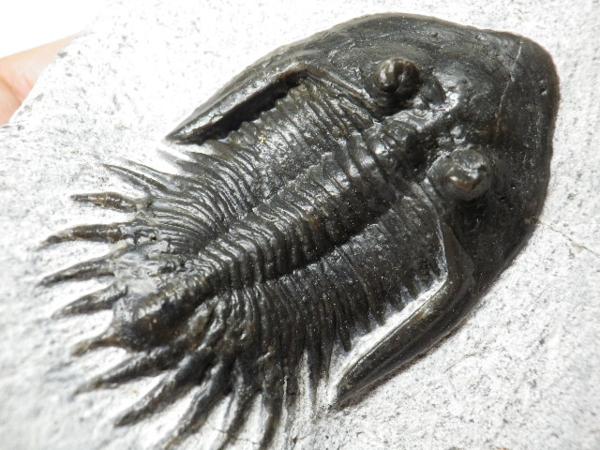 巣穴１円モロッコ、希少種、Mrakibina!!...三葉虫化石44-13