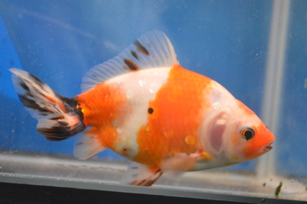 ★★隼人錦（２歳魚）１４．５ｃｍ★★巻木養魚場・鹿児島発！！