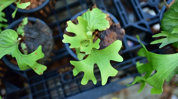 P.ridleyi wide form①　 @bikamori.com ビカクシダ　リドレイ